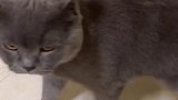 猫：视频都录完了，我的小鱼干呢！