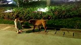 晚上出去玩，偶遇一只斗牛犬，十七个月小一诺从害怕到勇敢
