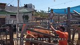 牛儿被发现时，脸上肿起了“大包”，农场主只好一针扎下去！