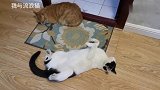 一个垫垫，两只猫！