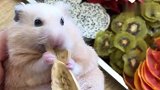 小仓鼠吃零食，好可爱啊
