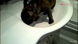 一只眷恋洗手间的斗牛犬，主人怎么喊也不出来