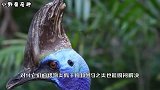 厉害！全球“最凶”的一种鸟，爪子外形就像匕首，栖息在热带雨林