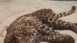 麻醉捕获的小豹子回到杭州野生动物世界，呼吸平稳。