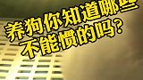 你知道养狗哪些行为不能惯的？看完了就明白了