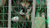 西藏年轻人需求旺，猫猫狗狗上高原