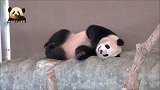 熊猫阳浜懒洋洋地挠着痒痒，打着哈欠，小日子过得很是惬意