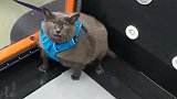 被送去减肥的大胖猫，一边划水一边骂骂咧咧，这样子太滑稽了