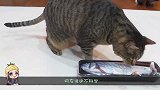 宠主带给猫咪一条玩具鱼，猫咪居然信以为真？太逗了