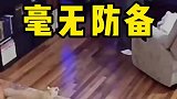 不是每次都有猫在陪伴