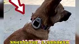 狗狗经常贪玩不回家，主人给狗狗佩戴专用电话