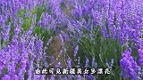 为何新疆女孩很少嫁到内地，当地姑娘道出真相，原因让人尴尬！