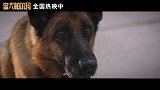 《忠犬帕尔玛》曝中文配音预告 暑期档治愈天花板不容错过