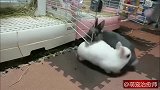 两只兔子围在一起转圈，爱的魔力转圈圈，太极兔