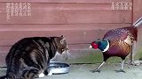 猫咪正在吃饭，野鸡突然跑来抢食物，下一秒大家请憋住别笑！
