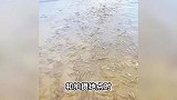 广东一海滩突然涌现大量海虾？真相曝光！原视频作者发声