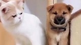 猫咪和狗狗的小时候vs现在