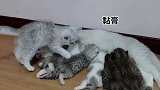石头：弱小，无助！