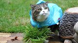 披着雨衣蹲草丛的猫咪，看这凶巴巴的眼神，你咋这么凶呢