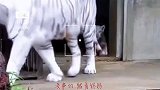虎妈带小老虎，去隔壁看虎爸