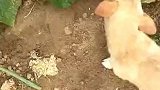 狗子：摘一根黄瓜，让主人黄瓜炒鸡蛋！