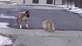 最凶的巨型猫决战比特犬,真的是天下武功唯快不破!