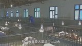 我国养猪史近万年，却每年进口万头洋种猪？中华土猪已濒临灭绝？