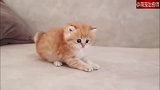 小奶猫喜欢像狗狗一样摇尾巴，眼神还懵懵懂懂的，也太可爱了吧！