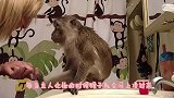 猴子闯祸，不满主人教训自己和主人顶起嘴来，主人还吵不过猴子