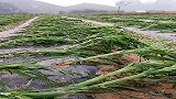 下了一场大雨，菜苗全倒了