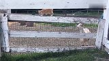 三只小猫咪闯入羊圈，竟引来羊群围观，羊：大家快来吸猫啊