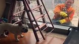 窗外突然出现一个清洁工，家里的狗子懵了，这反应好逗