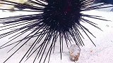 海胆的狩猎方式！有那个啥玩意恐惧症的慎看呀！