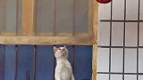 给猫点吧猫馋得不行了