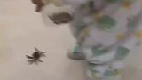 初生牛犊不怕虎！螃蟹夹人还有新手保护期吗？