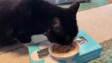 流浪猫养成记2：自动喂食器