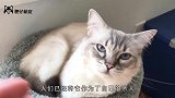猫咪临终前和主人告别，男子满眼的不舍，猫咪的反应让人泪目