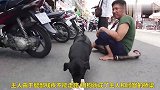狗狗在大街上，帮助自己的残疾主人售卖彩票，场景太感人了