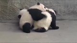 熊猫宝宝：你们俩好讨厌，熊家睡个觉也不让睡安稳