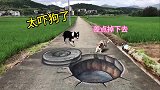 在马路上画一个坑，狗看到会有啥反应？