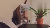 猫蠢起来也是无药可救的