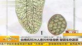 云南宾川26人患片形吸虫病 疑因生吃蔬菜 20120225 第一时间