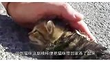 草丛里捡到可怜流浪猫，养了数月后，全家人吓得将它送去保护中心