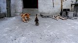 小鸭子误把狗狗当妈妈，天天追着狗玩，狗：走开野孩子！