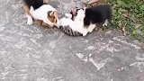猫：你们这两只狗子别太过分了，整天就知道欺负我！