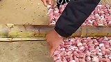 正宗版羊肉串，肉不是一般的多