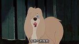狗狗虽然是一只流浪汉，但是小母狗们都喜欢它，真不简单