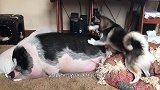 猪的“指甲”堪比黄金？看完专家的答案，养猪的人后悔莫及