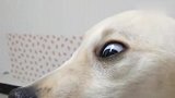 巴哥犬二宝，脚不舒服上医院看病，闹出乌龙笑话，狗狗医生懵了