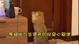猫咪为什么喜欢挠门